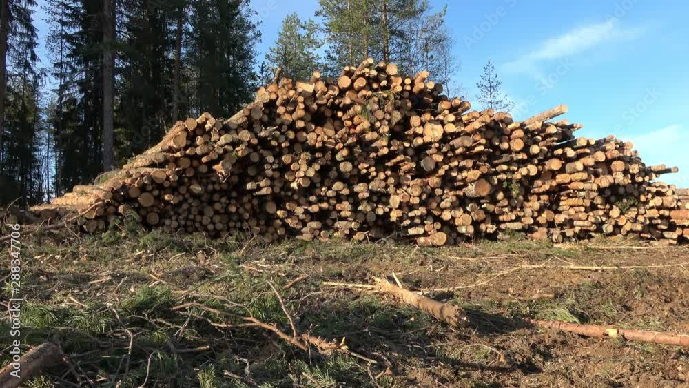 Timber logging in forest. Freshly cut tree wooden logs piled up. Wood storage for industry. Sweden, modern forestry Timber logging in forest. Freshly cut tree wooden logs piled up. Wood storage for industry. Sweden, modern forestry