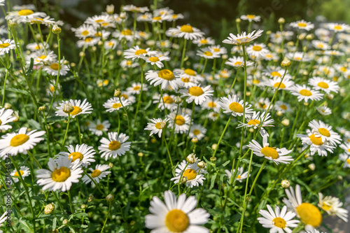 Chamomile field on a Sunny evening in nature. Chamomile flowers, wildflowers, chamomile flowers, spring day