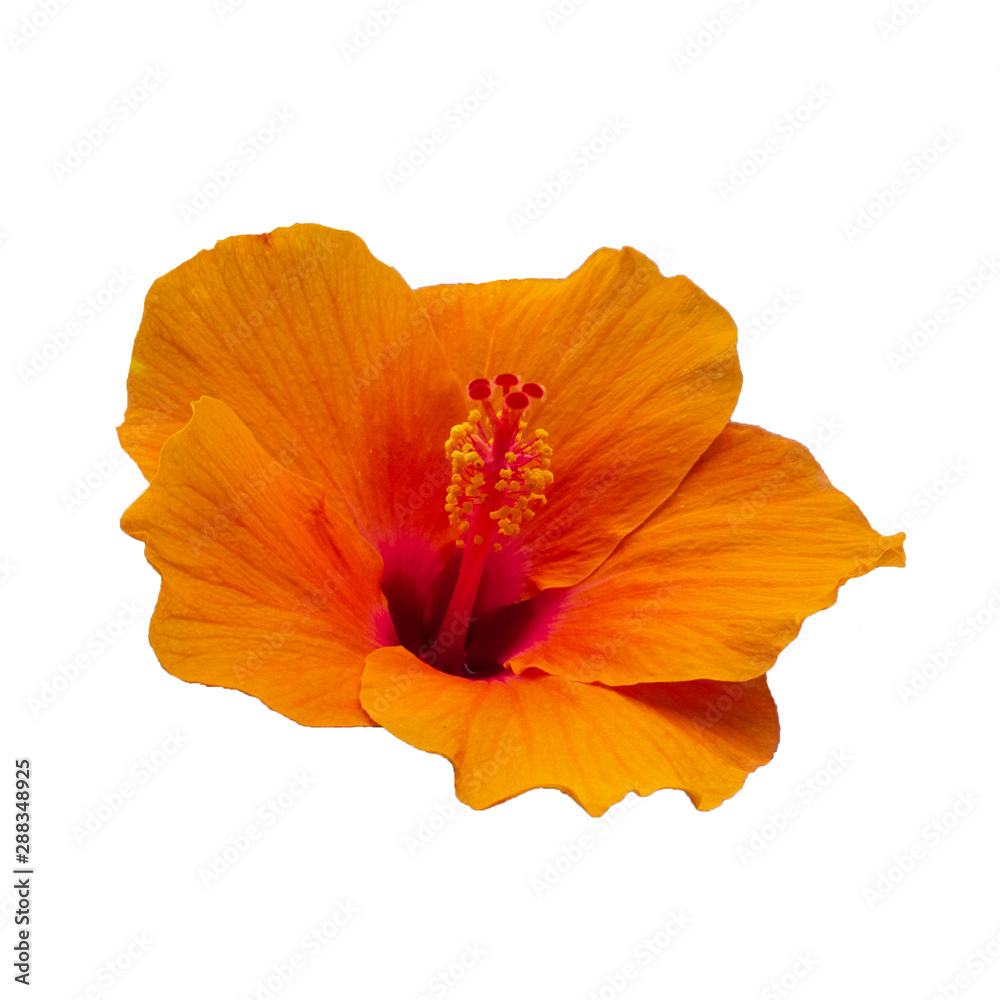 photo with flowers Isolated from a white background. photo with flowers Isolated from a white background.