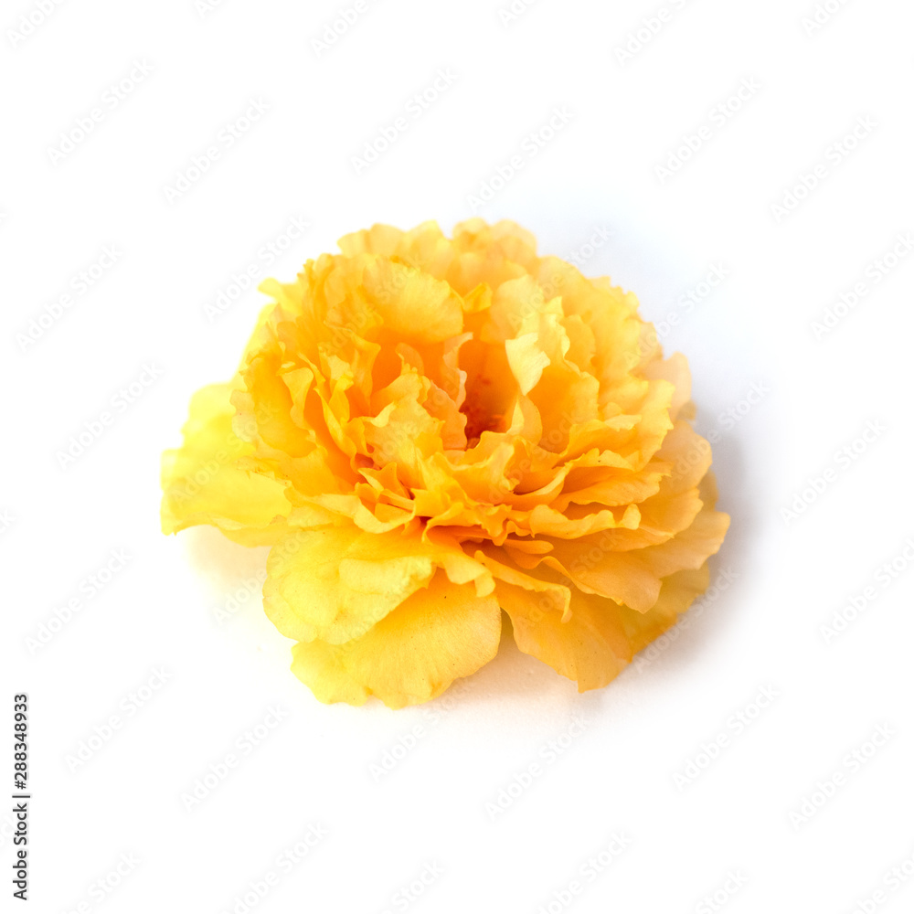 photo with flowers Isolated from a white background. photo with flowers Isolated from a white background.