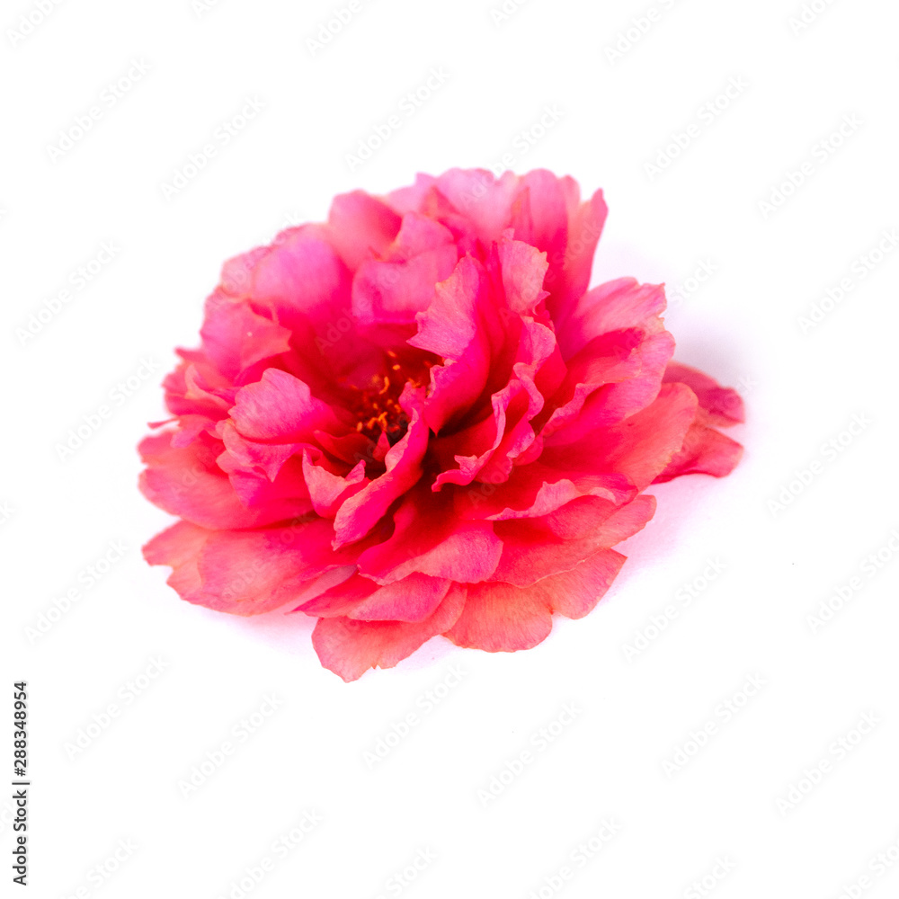 photo with flowers Isolated from a white background.