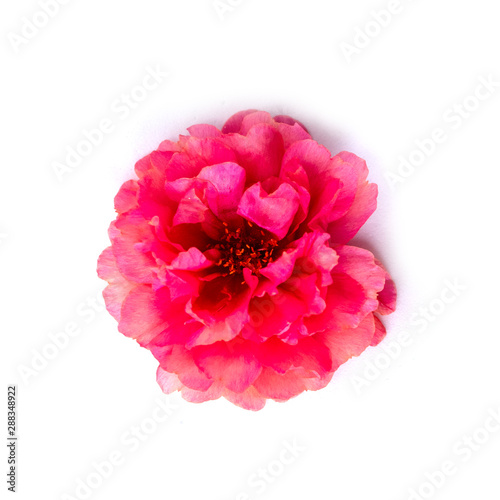 photo with flowers Isolated from a white background.