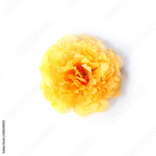 photo with flowers Isolated from a white background.