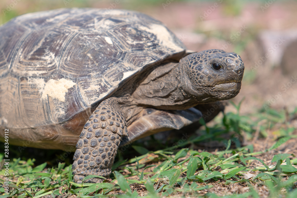 A close up of a Gopher Tortoise (Gopherus polyphemus) as it moves across a lawn. A reptile, the Gopher Tortoise is the state tortoise of Georgia and Florida, and is a A close up of a Gopher Tortoise (Gopherus polyphemus) as it moves across a lawn. A reptile, the Gopher Tortoise is the state tortoise of Georgia and Florida, and is a