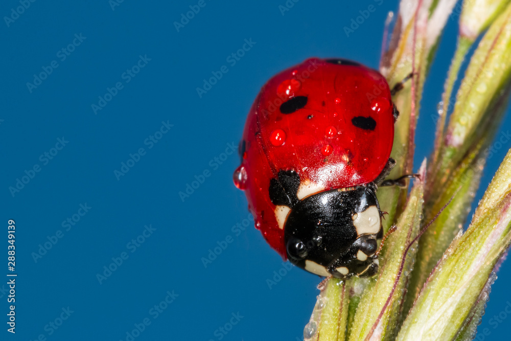 Obraz premium Close up of ladybug on wheat ear covered with the morning dew