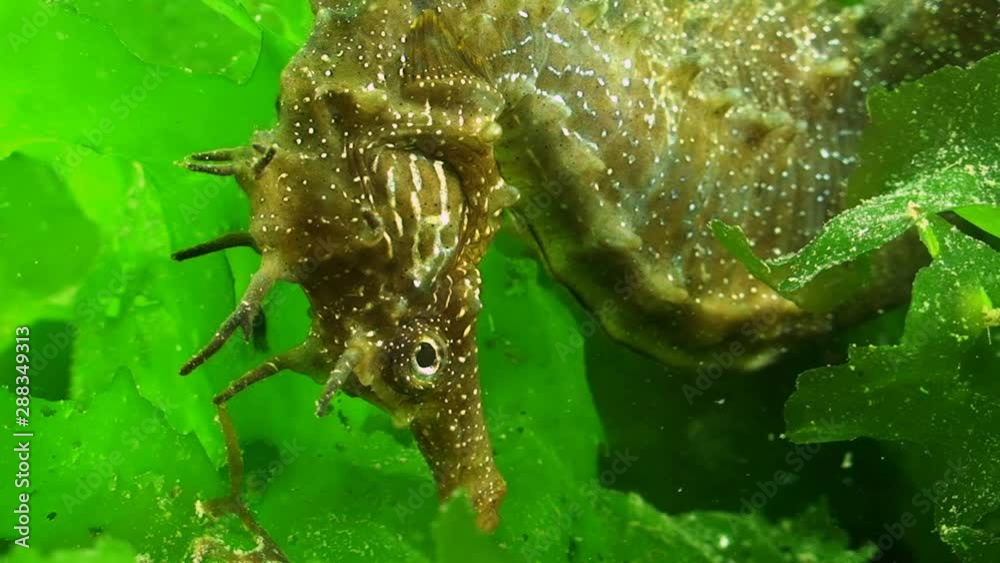 Hippocampe - Seahorse