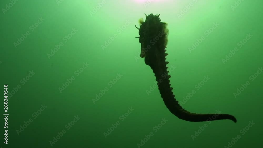Hippocampe - Seahorse