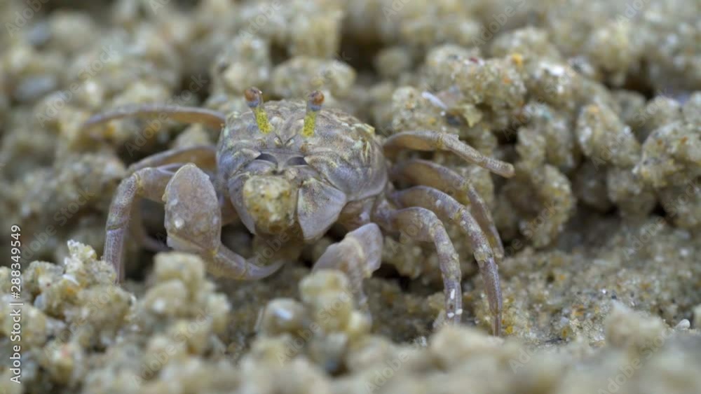 Macro of soldier crab makes balls of sand while eating. Soldier crab or Mictyris is small crabs eat humus and small animals found at the beach as food.
