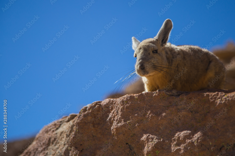 The Bolivian Viscaccia on the rocks