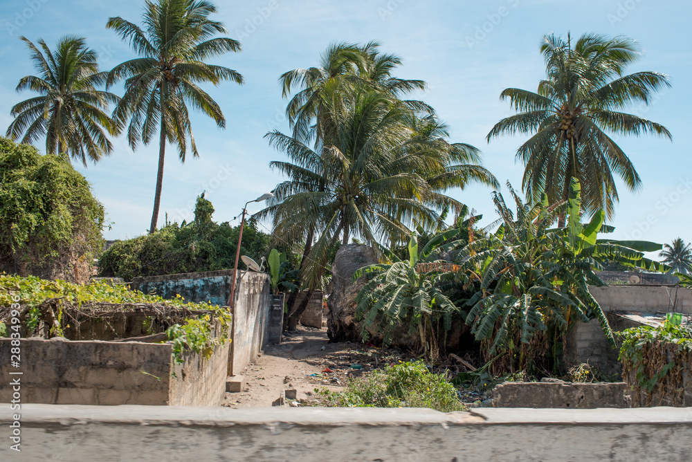 Palm trees and rundown shanty buildings overgrown with creeper in the beach town of the Island of Mozambique (Ilha de Mocambique), Nampula Province, Mozambique, Africa.