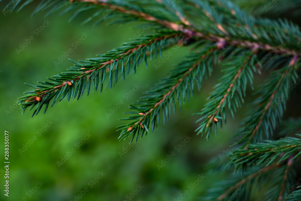 fir tree branch fir tree branch