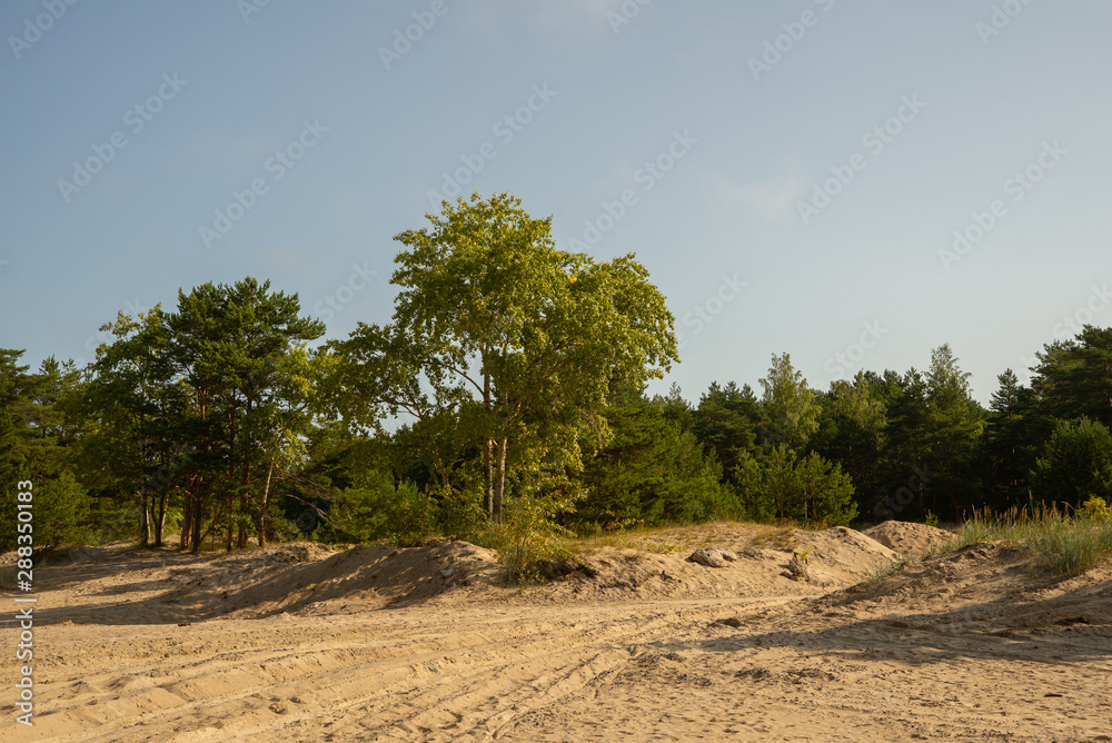 Fototapeta premium Trees on the sandy shore lit by the early morning sun