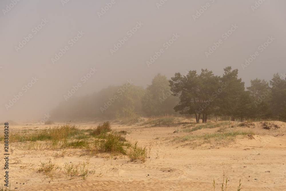 Beach with tire marks, foggy distance and pine forest. Early morning on the Gulf of Finland