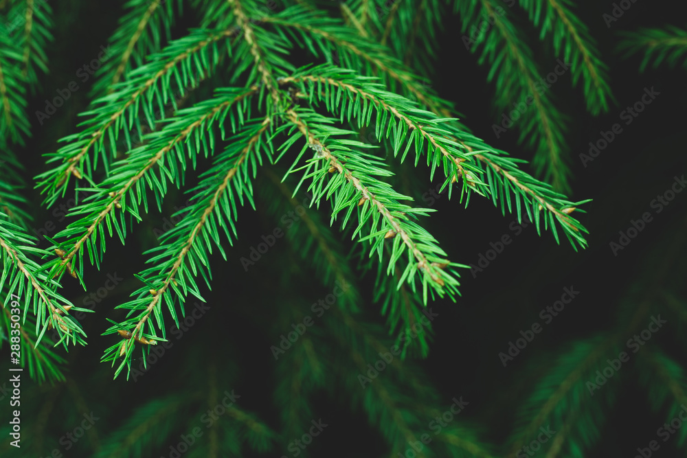 green pine branch of a tree