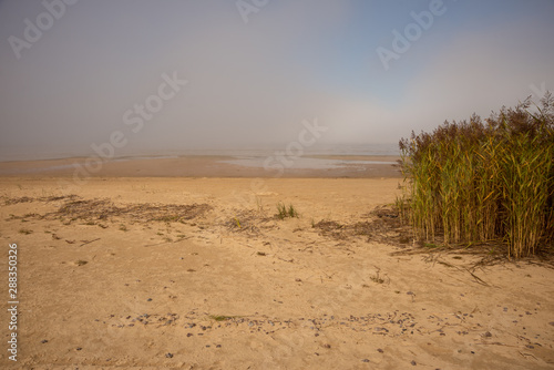 Reed on the beach and fog over the sea. 