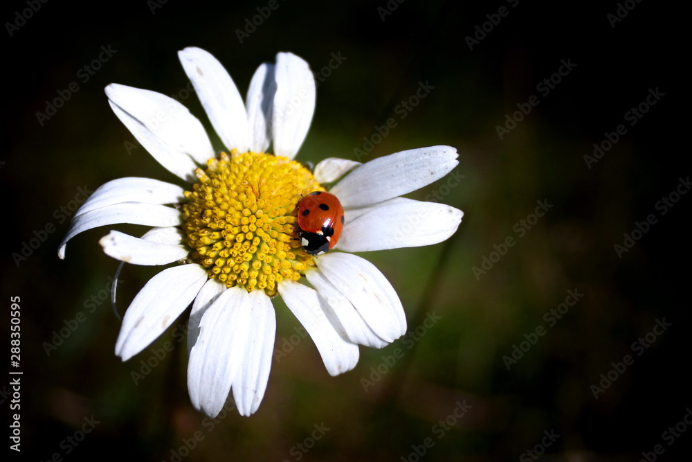 Ladybug on daisy flower in summer close-up on dark background