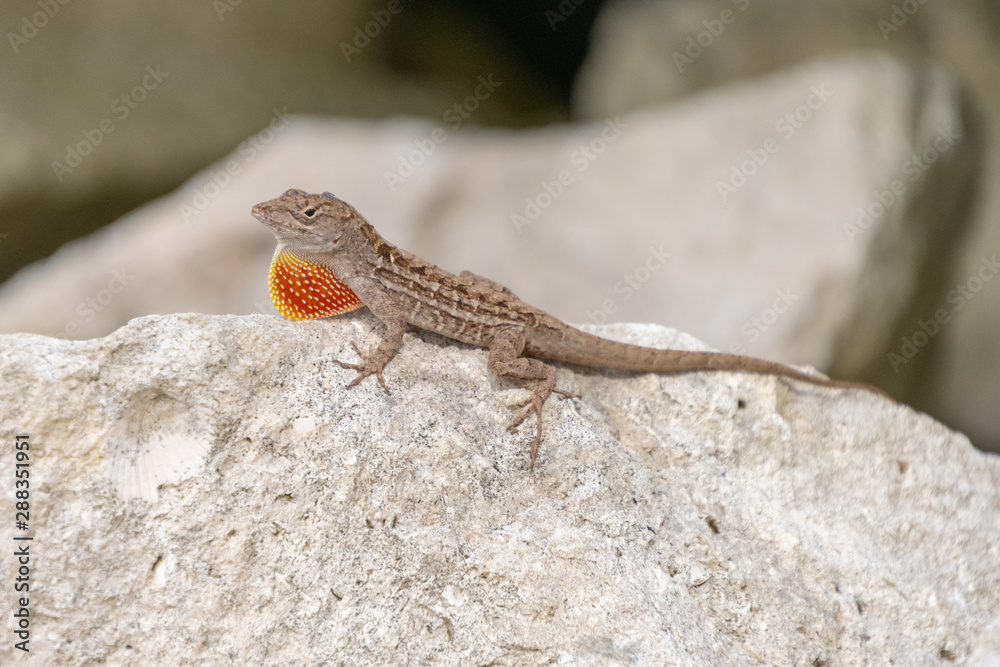 Brown Anole sunning itself on a warm, sunny day in central Florida. Brown Anole sunning itself on a warm, sunny day in central Florida.