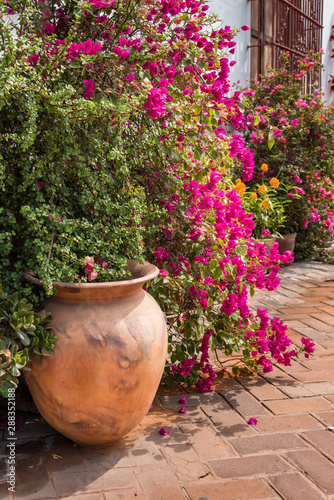 Large clay pot of flowers and vines of boganvillia at the Largo Museum photo