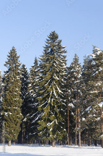 Coniferous forest in winter time