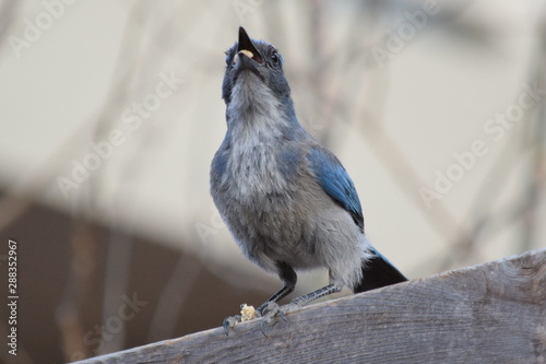 scrubjay eating photo