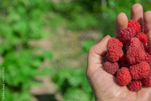 Ripe raspberries in hand during harvest season on blurred nature background or garden. Healthy organic food and diet concept. Eco-friendly products and healthy food concept