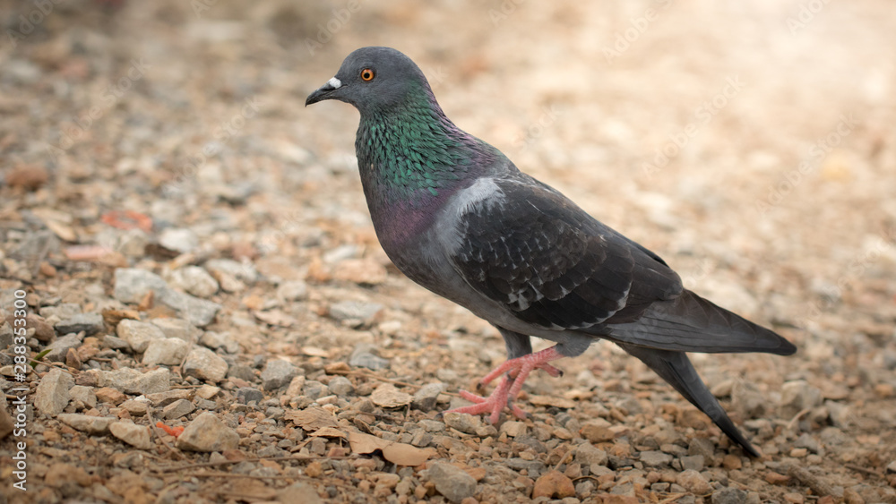 The pigeon. The pigeon.