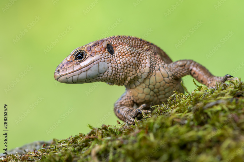 Obraz premium a Viviparous lizard - Zootoca vivipara