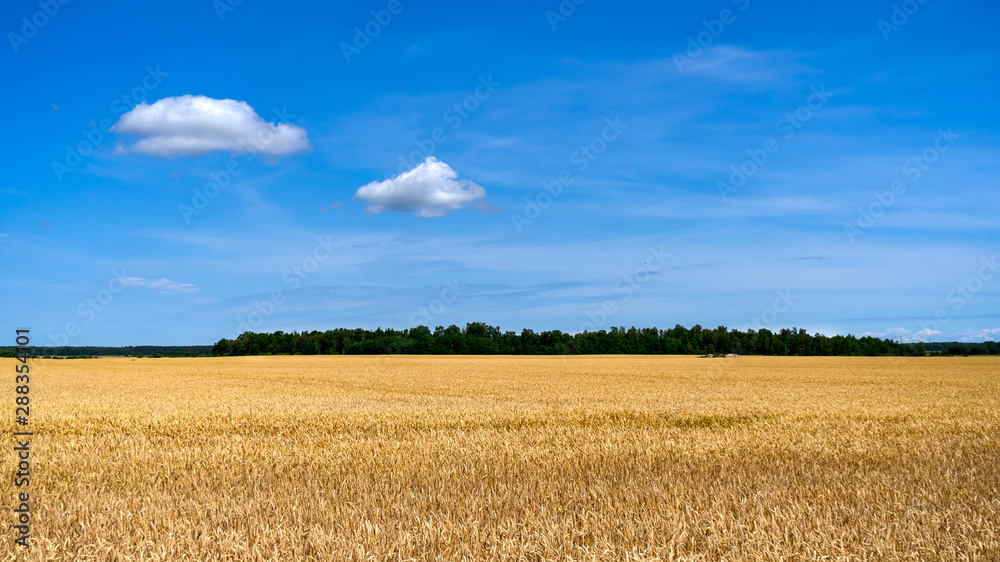 Golden wheat field with blue sky in background Golden wheat field with blue sky in background