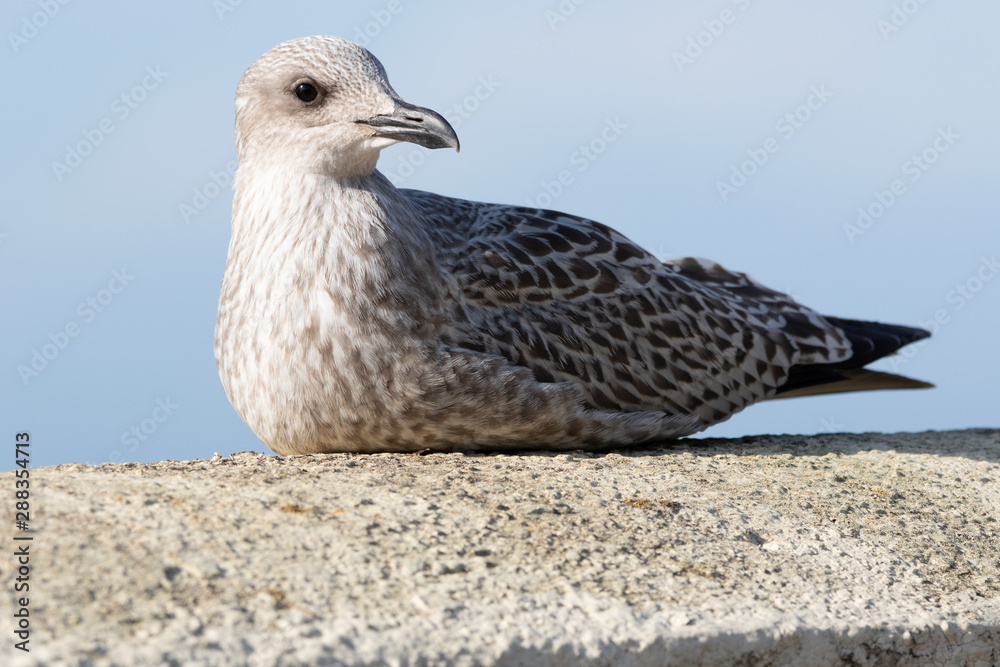 Obraz premium European herring gull