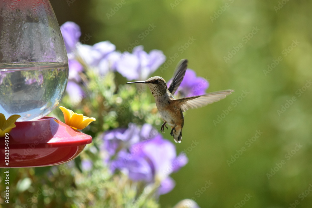 Obraz premium hummingbird