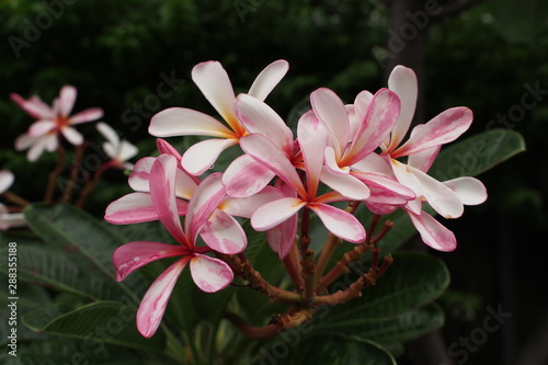 Temple tree flowers, Apocynaceae Frangipani or Plumeria 