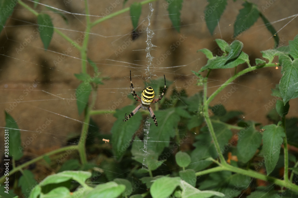 Araignée à l'abdomen jaune et noir sur sa toile Araignée à l'abdomen jaune et noir sur sa toile