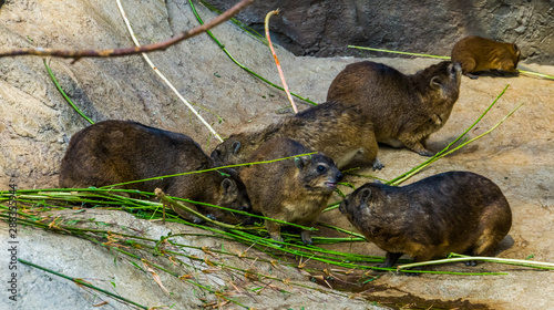 group of rock hyraxes eating together, tropical animal specie from Africa