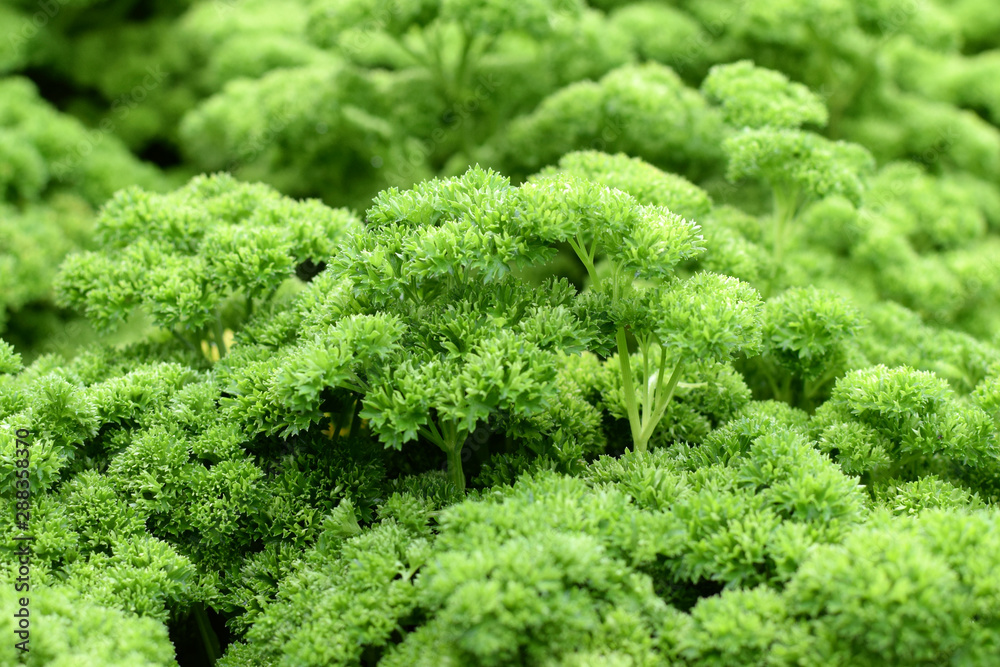Parsley growing in garden. Close up image, selective focus. Parsley growing in garden. Close up image, selective focus.