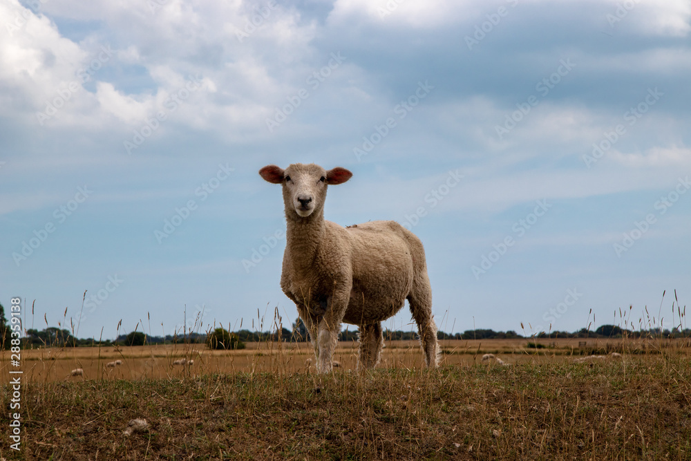 Obraz premium sheep in field