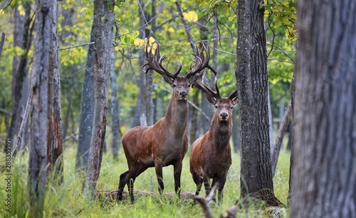 Beautiful Red Deer in rut Is it tall powerful loud wary and he is guarding his herd.