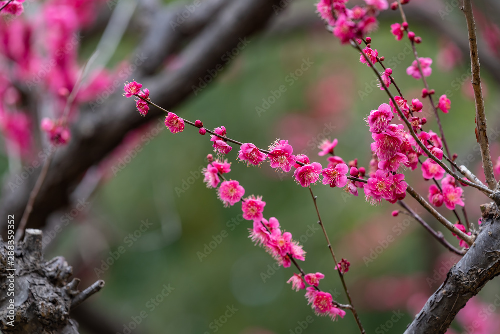 Pink plum blossom, Japanese apricot, Ume Pink plum blossom, Japanese apricot, Ume