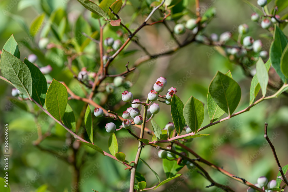 Young fruits of blueberry, on the branch