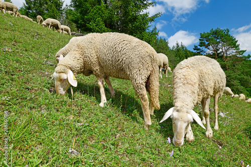 Schafherde (Merinolandschaf / Württemberger) in einer Wacholderheide, Baden-Württemberg / Sheeps photo