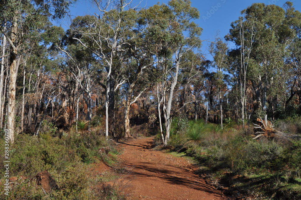 Red dirt track through bushland on Whistlepipe Gully Walk, after controlled burning to help prevent wildfires, Mundy Regional Park, Perth Hills, Western Australia, Australia Red dirt track through bushland on Whistlepipe Gully Walk, after controlled burning to help prevent wildfires, Mundy Regional Park, Perth Hills, Western Australia, Australia