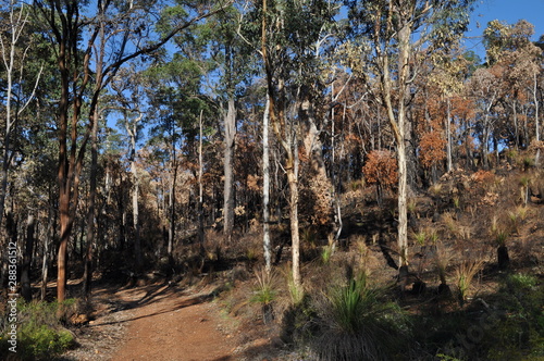 Bushland after controlled burning for fire control  Whistlepipe Gully Walk  Mundy Regional Park  Perth Hills  Western Australia  Australia