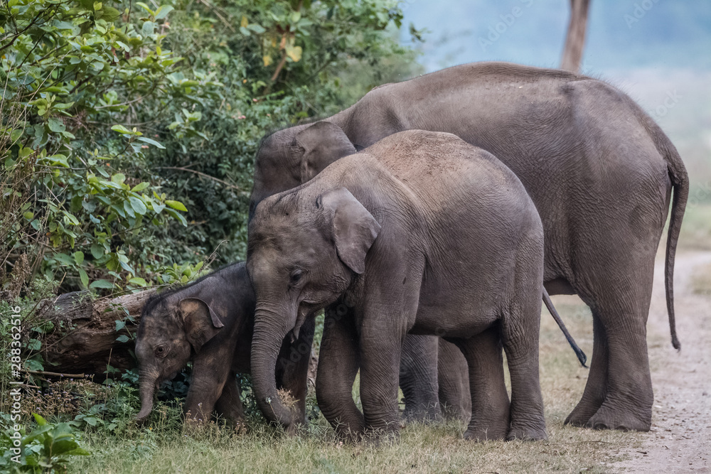 Big Tusker family at Jim Corbett National Park Big Tusker family at Jim Corbett National Park