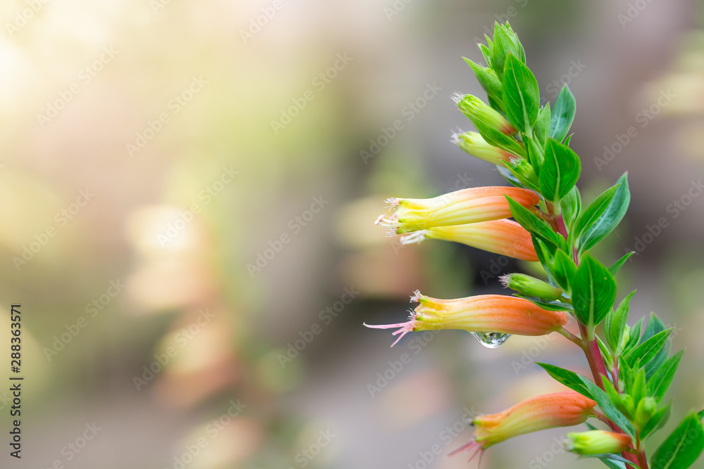 Flame flower, Fire-cracker vine with water droplets on a blurred background. Flame flower, Fire-cracker vine with water droplets on a blurred background.