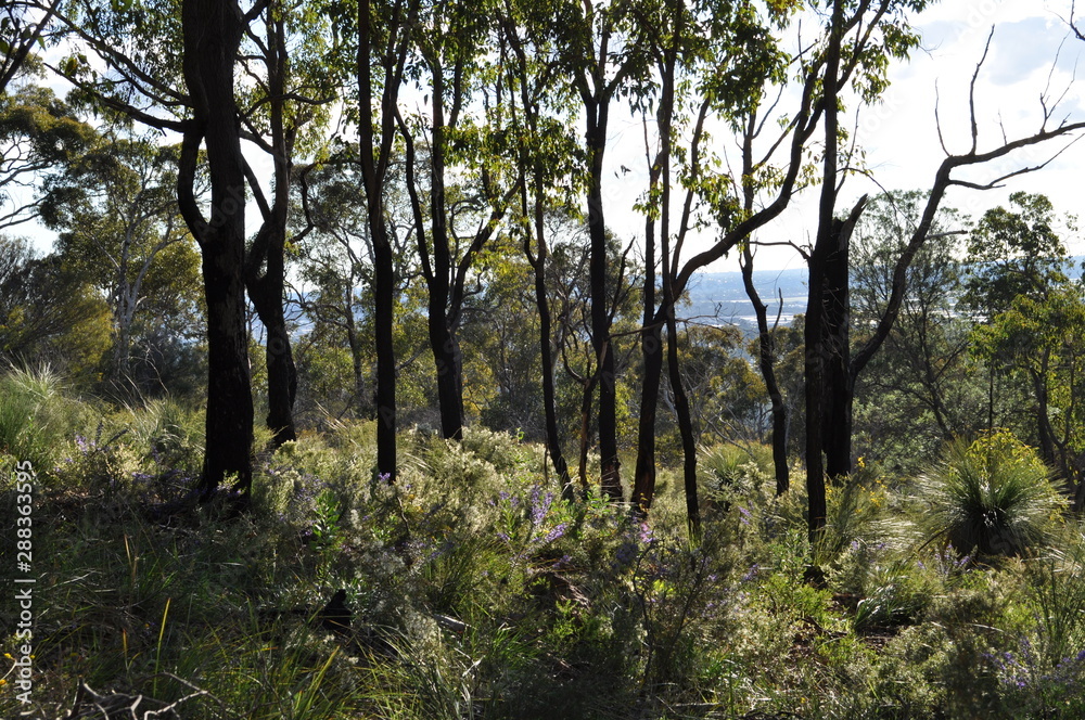 Regenerated bushland with wildflowers in Spring, after controlled burning for fire control, Whistlepipe Gully Walk, Mundy Regional Park, Perth Hills, Western Australia, Australia
