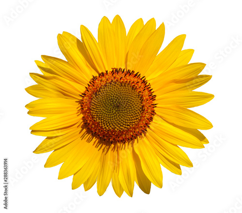 sunflower flower isolated on white background.