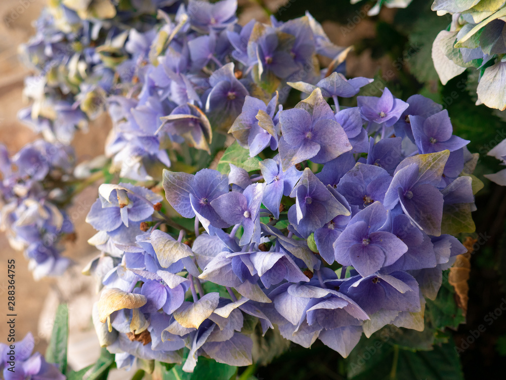 Beautiful bluish and purple flowers of a Hydrangea plant Hydrangea Beautiful bluish and purple flowers of a Hydrangea plant Hydrangea