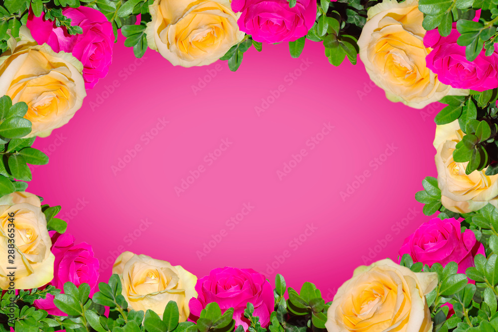 Frame of pink and yellow roses on a pink background. Frame of pink and yellow roses on a pink background.