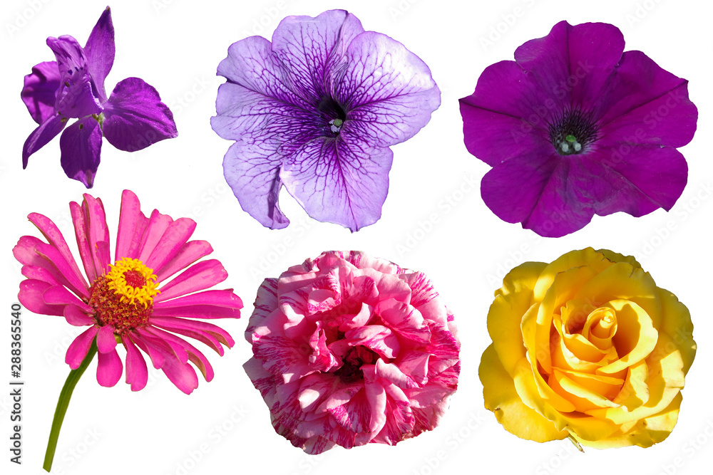 lowers of different colors isolated on white background. lowers of different colors isolated on white background.