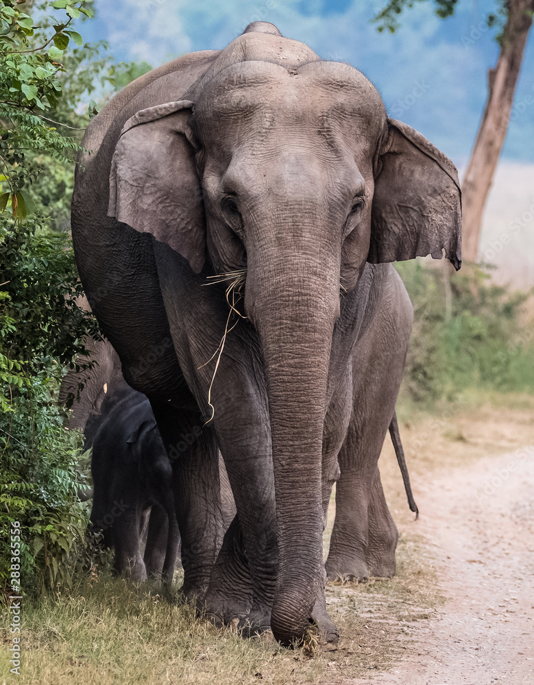 Obraz premium Big Tusker family at Jim Corbett National Park