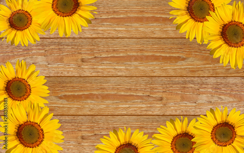 Fototapeta Naklejka Na Ścianę i Meble -  yellow sunflowers on the background of wooden boards.